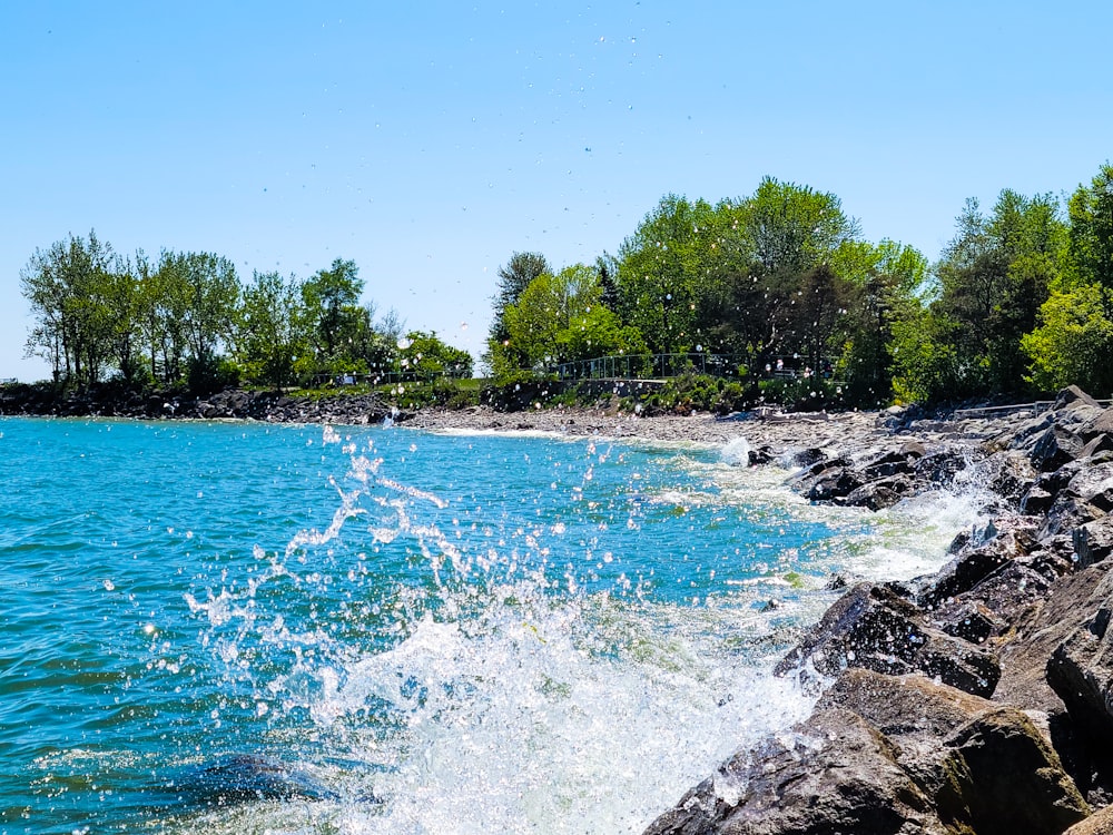 green trees beside body of water during daytime