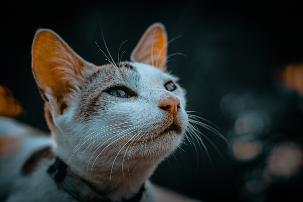 white and brown cat with black background