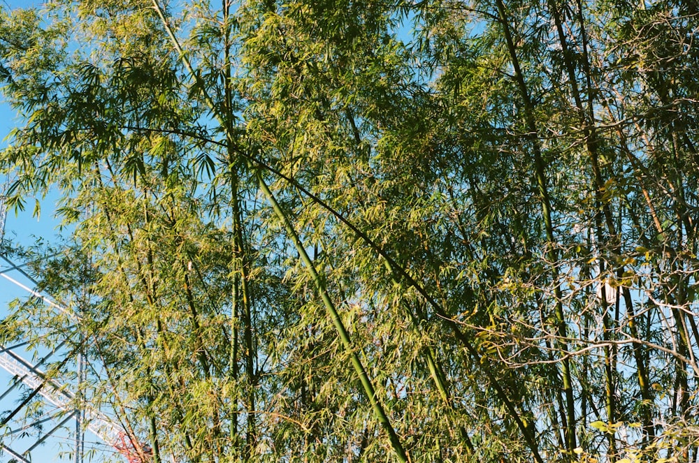 árboles verdes y marrones bajo el cielo azul durante el día