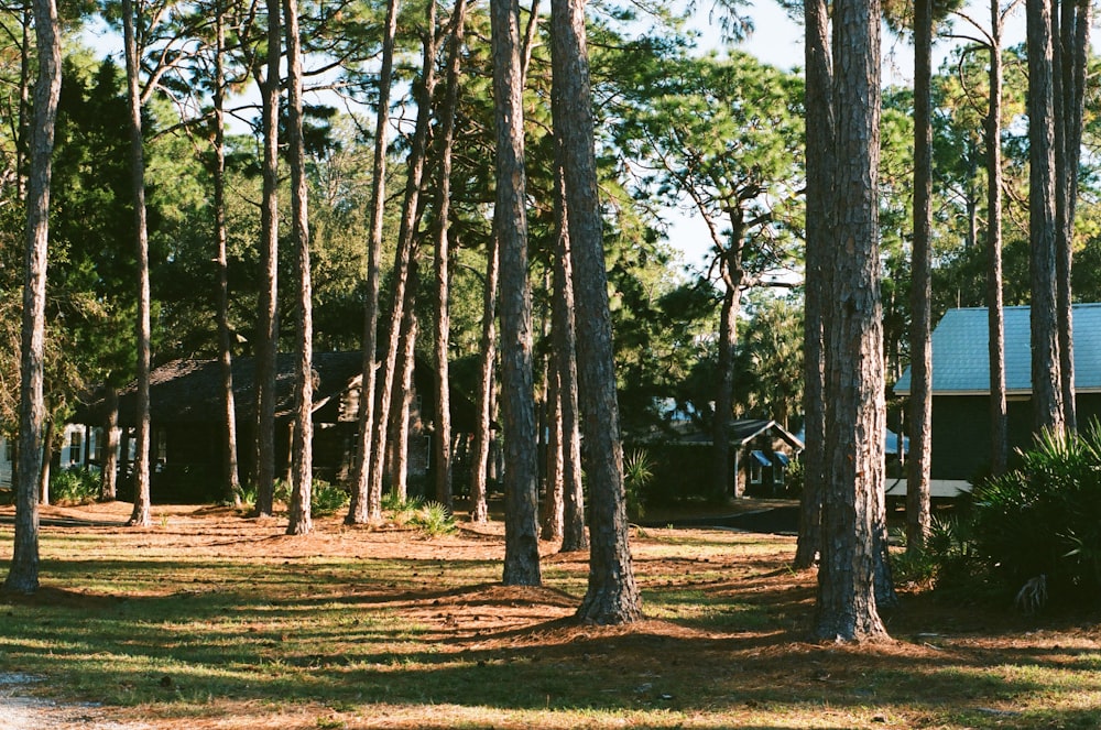 green trees on green grass field during daytime