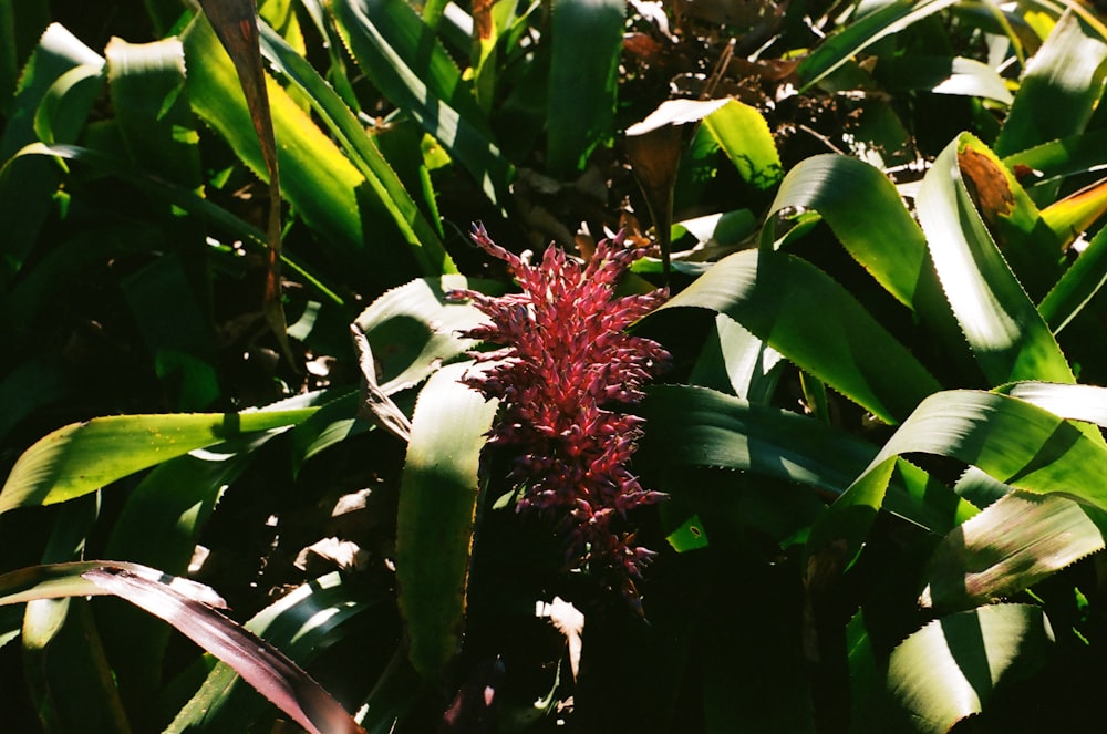 white and red flower in bloom during daytime