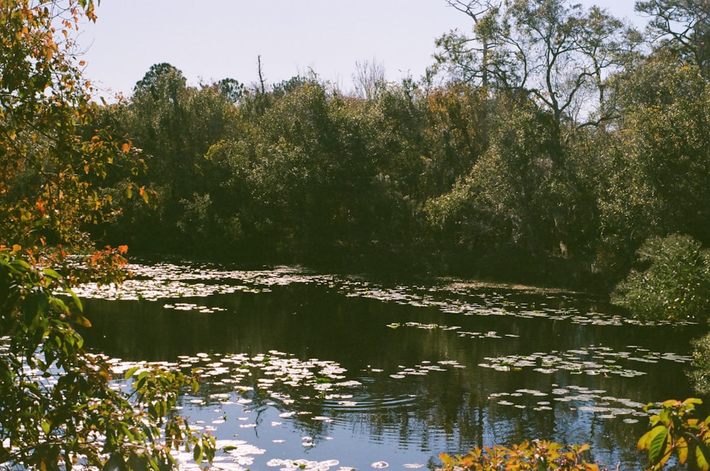 green trees beside river during daytime