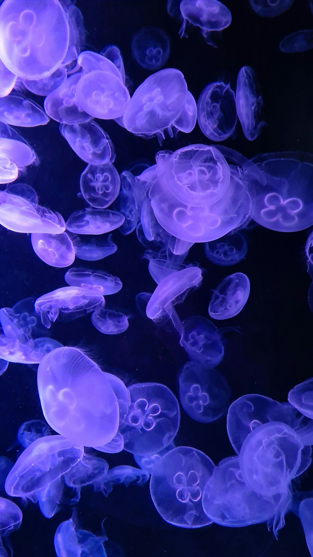 purple jelly fish in water