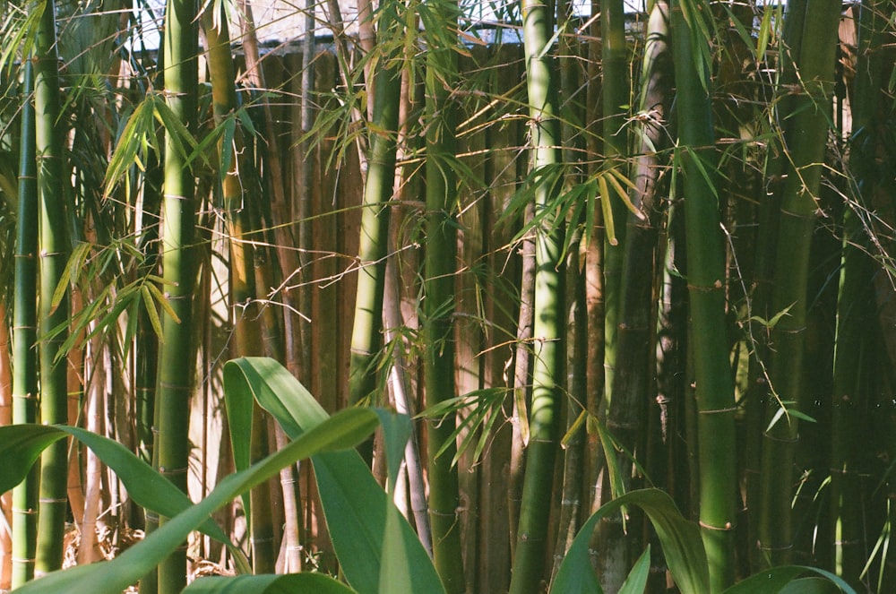 albero di bambù verde durante il giorno