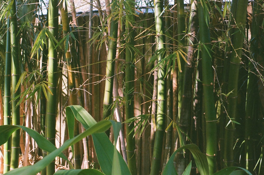 green bamboo tree during daytime