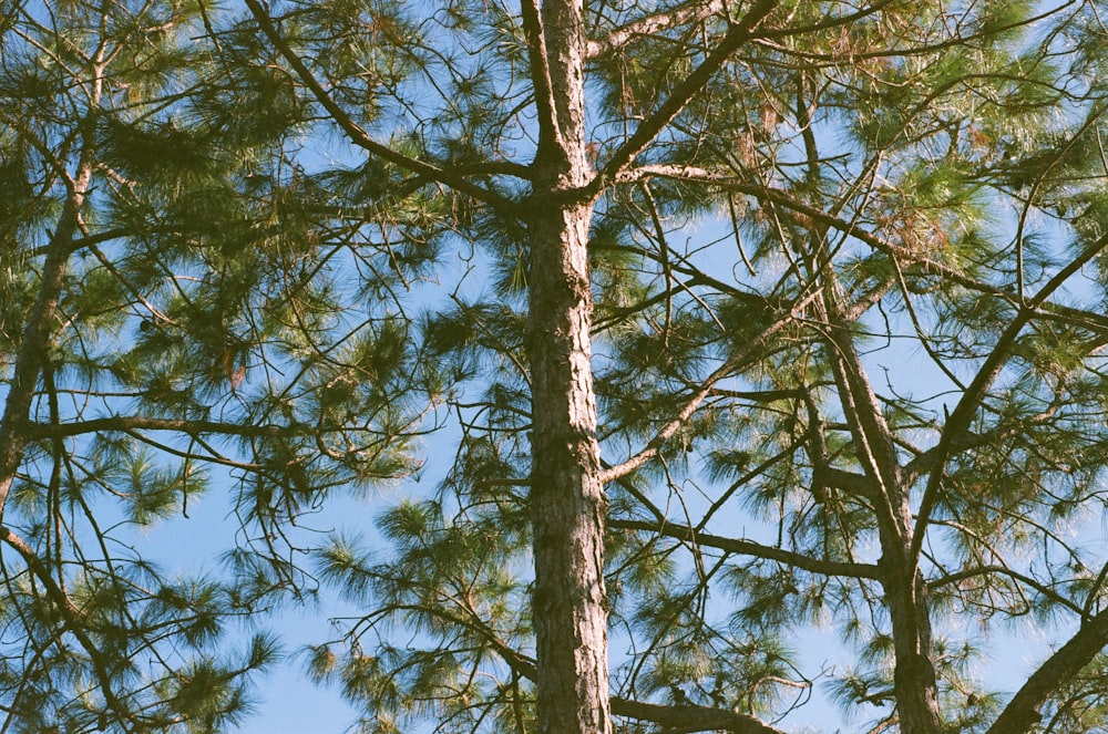 arbre vert sous le ciel bleu pendant la journée