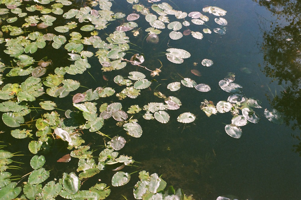 Grüne und weiße Seerosen auf dem Wasser