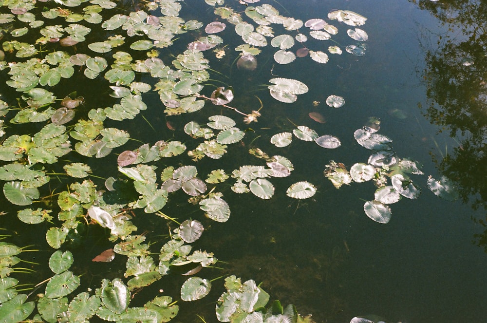 green and white water lilies on water
