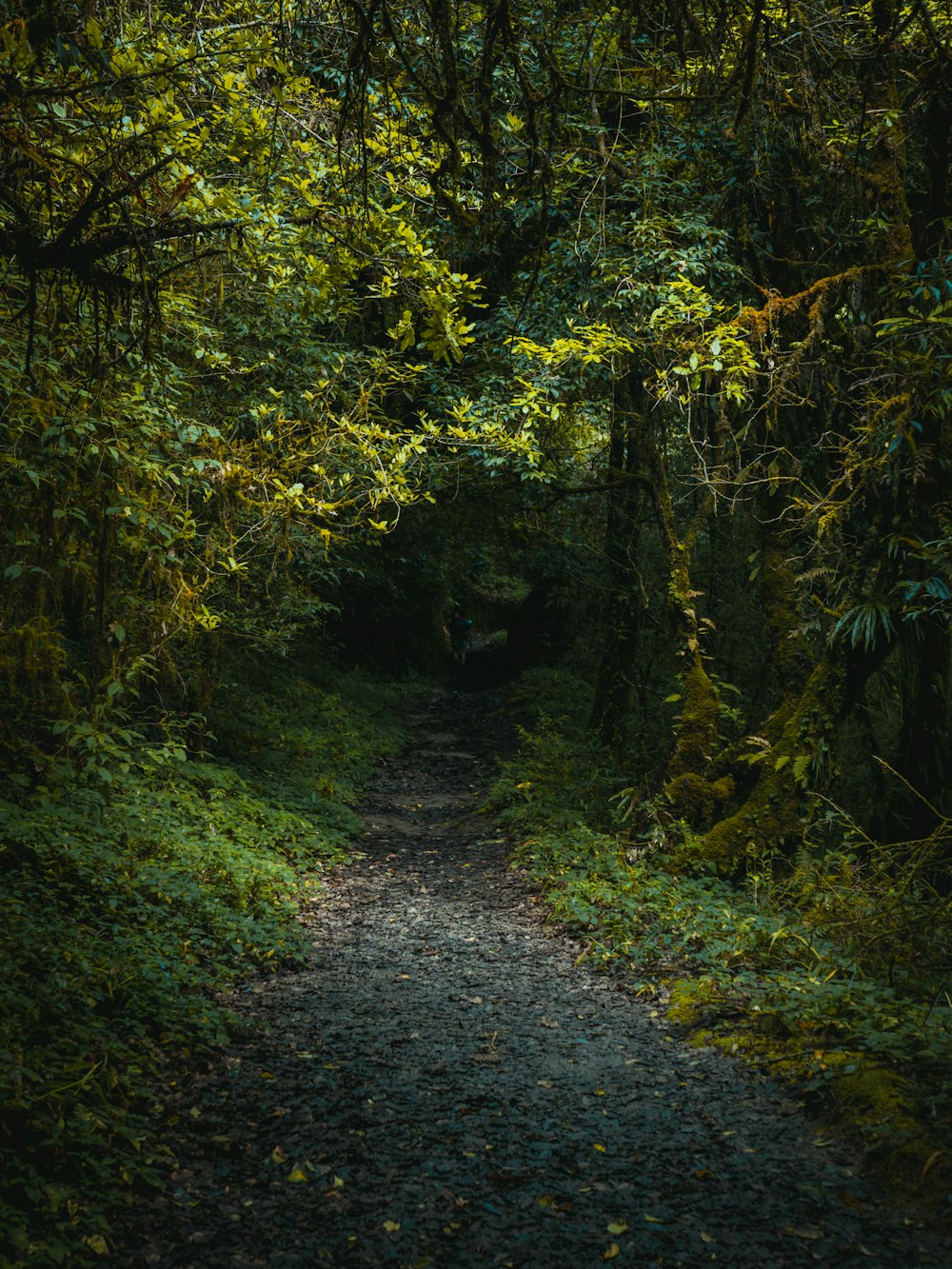 green trees on the forest