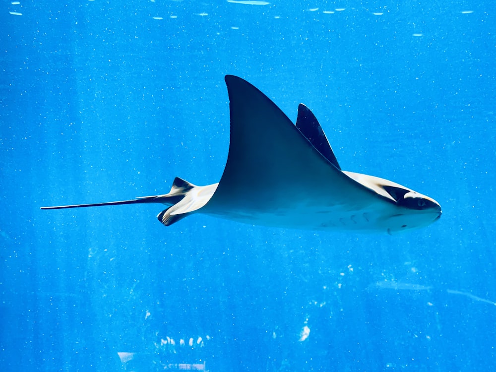 1K+ Manta Ray Pictures | Download Free Images on Unsplash