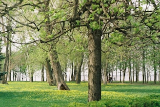 A serene park setting with women walking and laughing together on a sunny day.