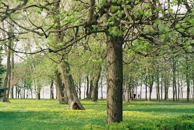 A serene park setting with women walking and laughing together on a sunny day.