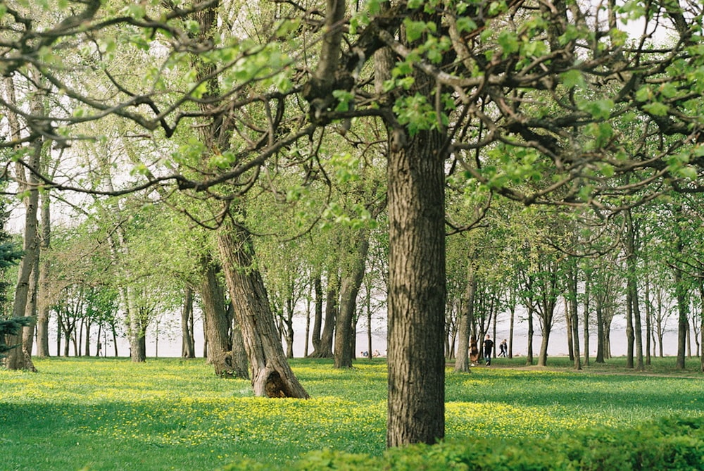 green grass field with trees