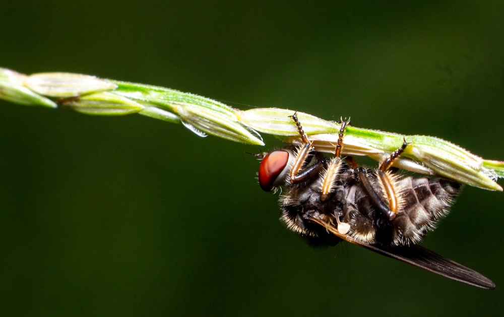 black and brown fly perched on green leaf in close up photography during daytime