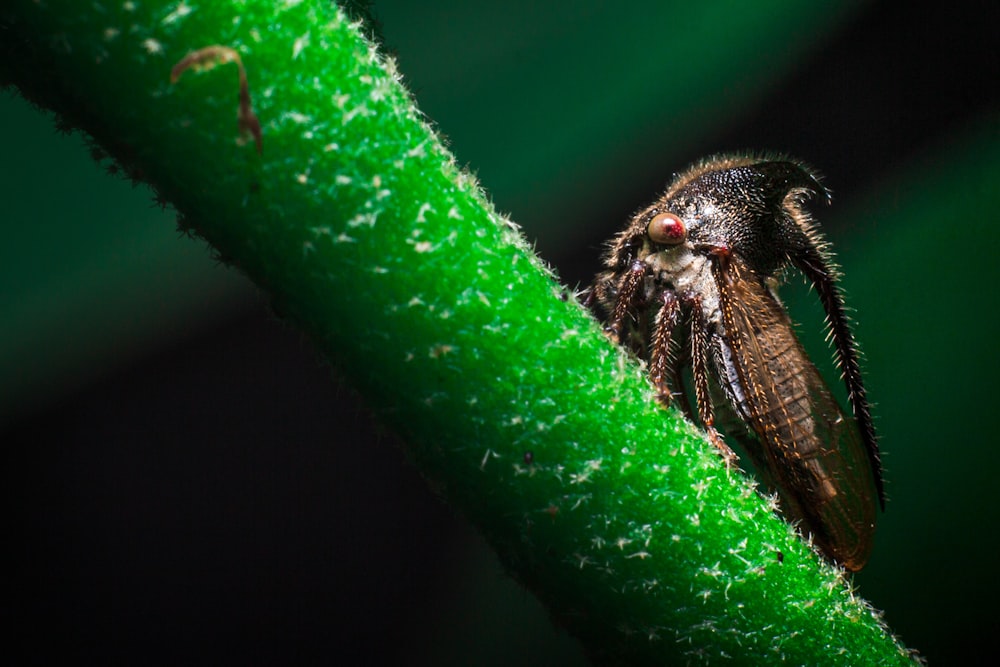 black and brown insect on green leaf