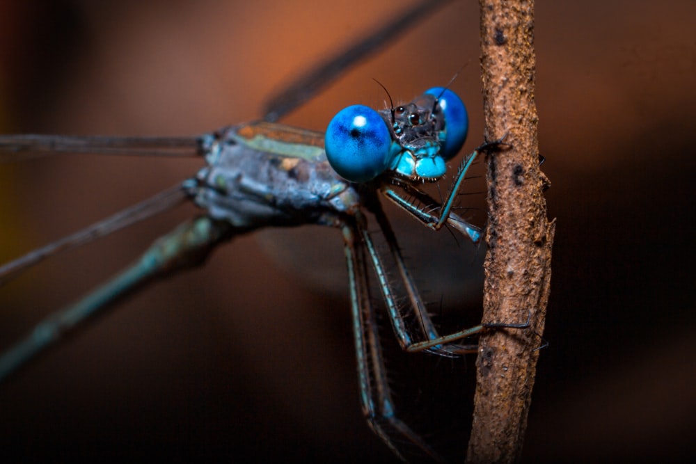 green damselfly perched on brown stick in close up photography during daytime