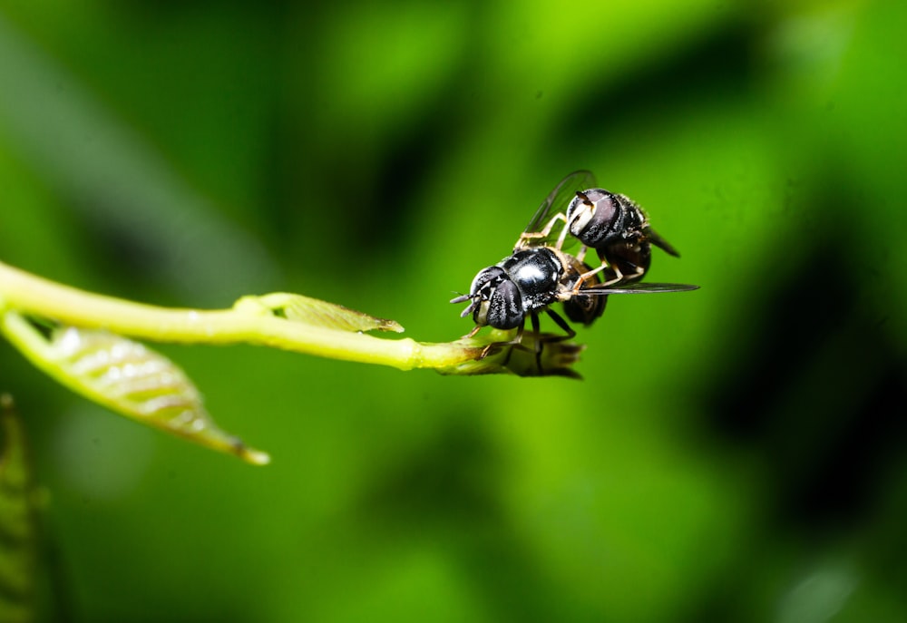Schwarze und weiße Biene auf grünem Blatt