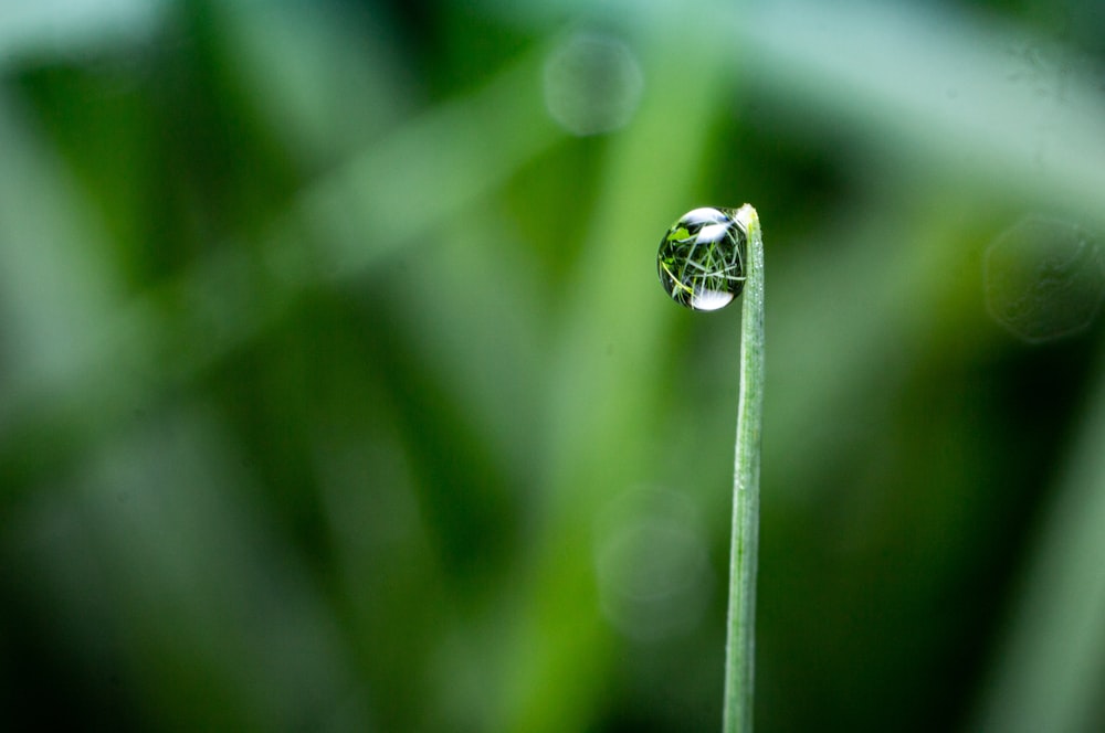 water dew on green leaf