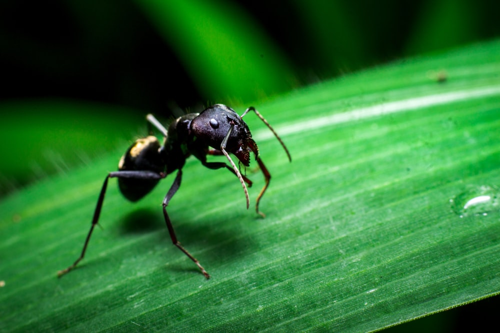 formica nera su foglia verde