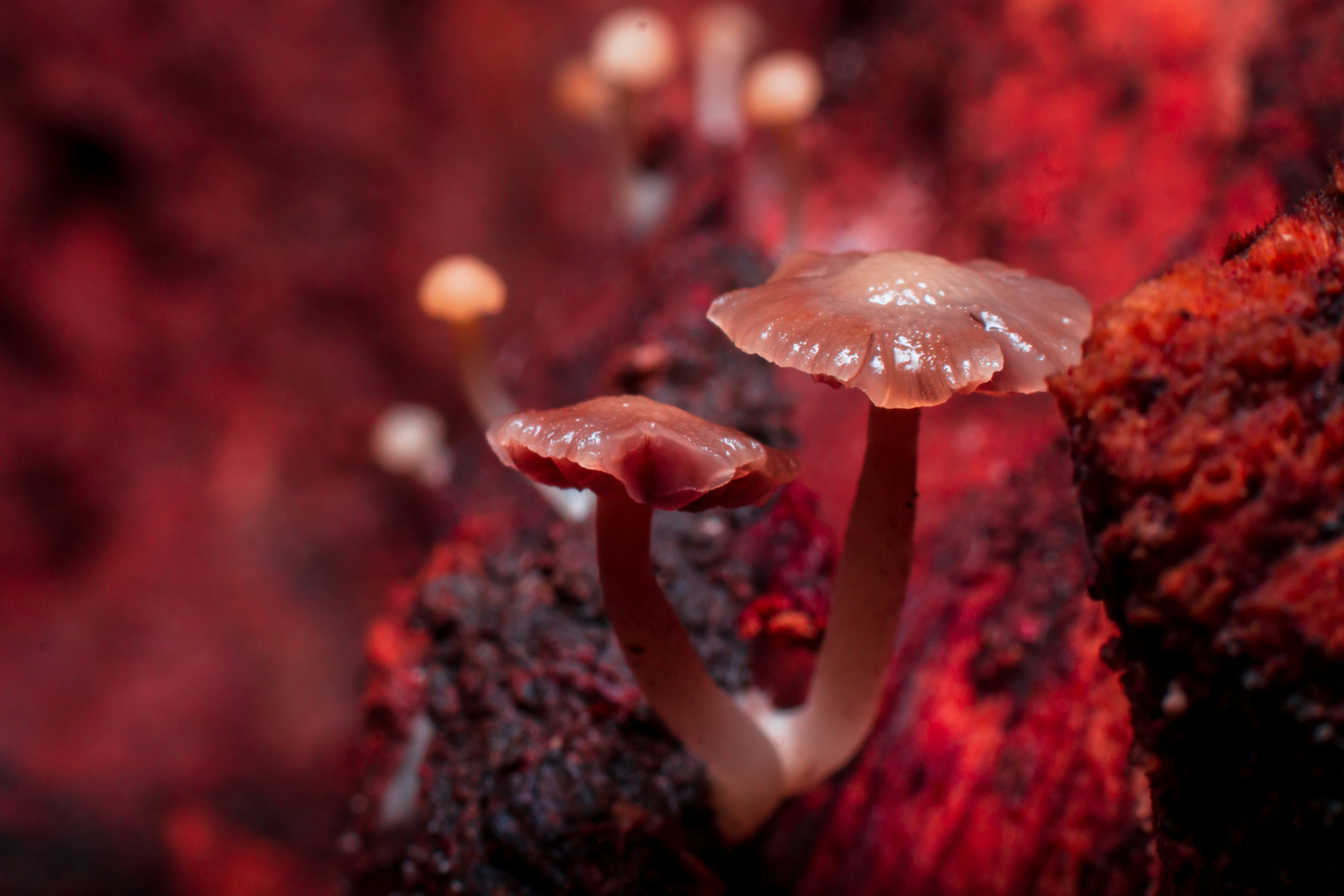 white and brown mushroom on brown tree trunk