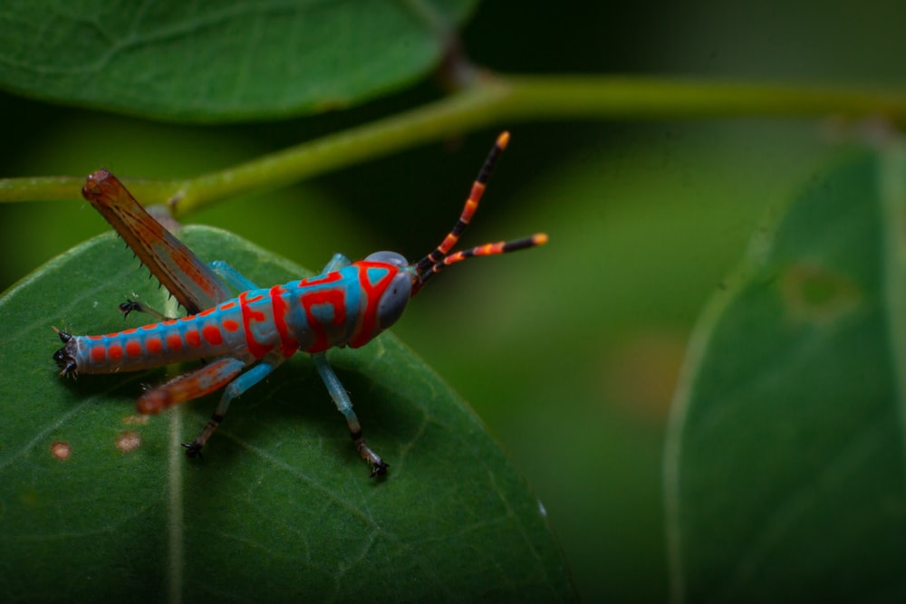 green and orange grasshopper on green leaf