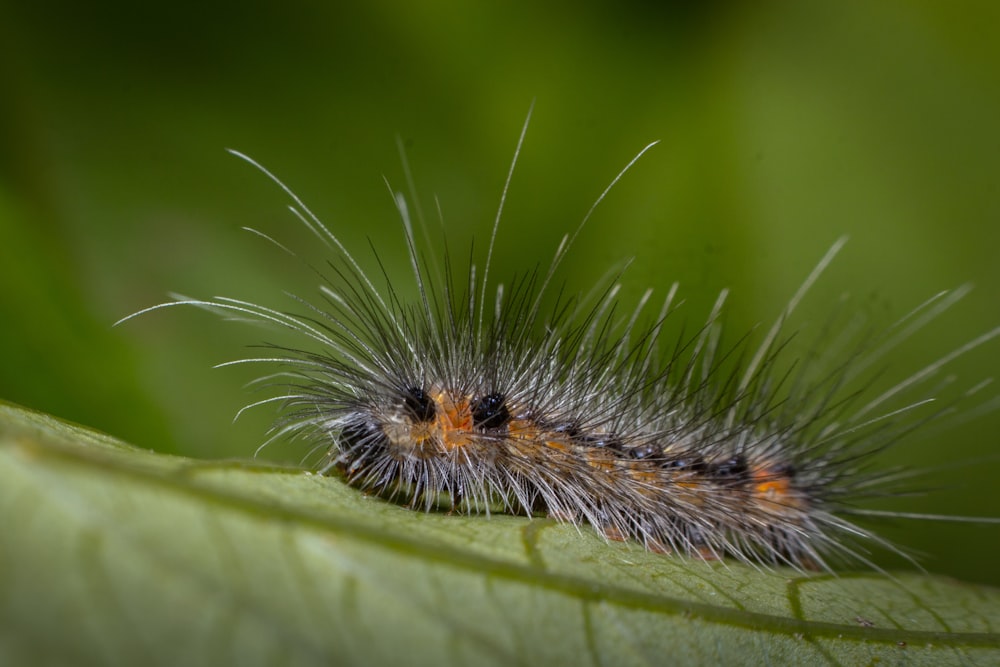 black and white caterpillar on green leaf