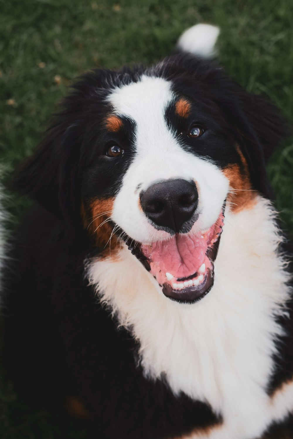 black white and orange bernese mountain dog