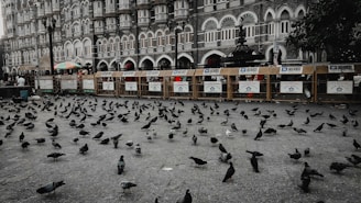 anti-pigeon-nets-in-kr puram