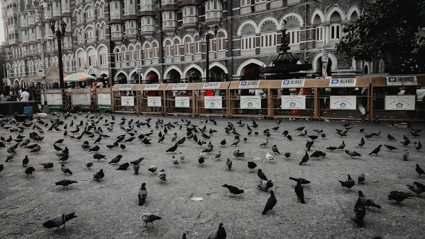 The anti pigeon net in place, effectively protecting the area.