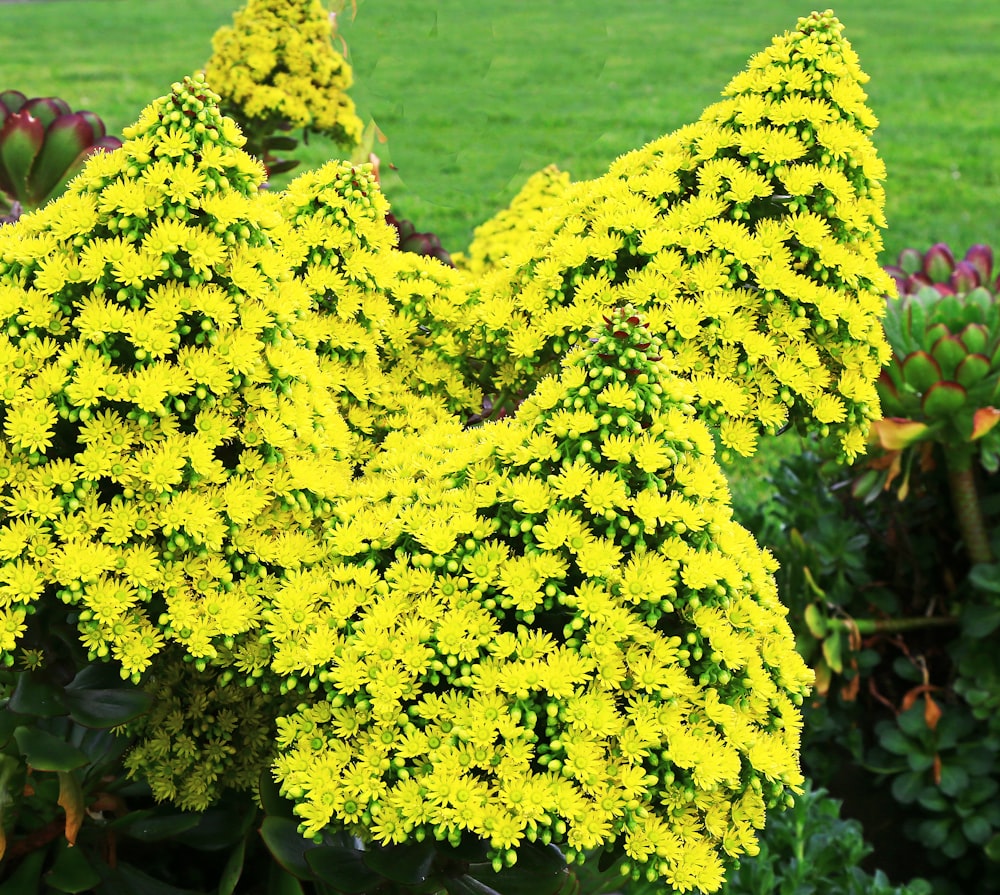 yellow flower on green grass field during daytime