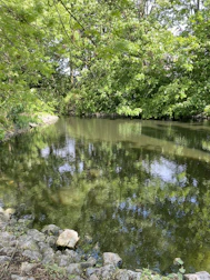 A serene pond freshly shaped with natural stone edging surrounded by trees.