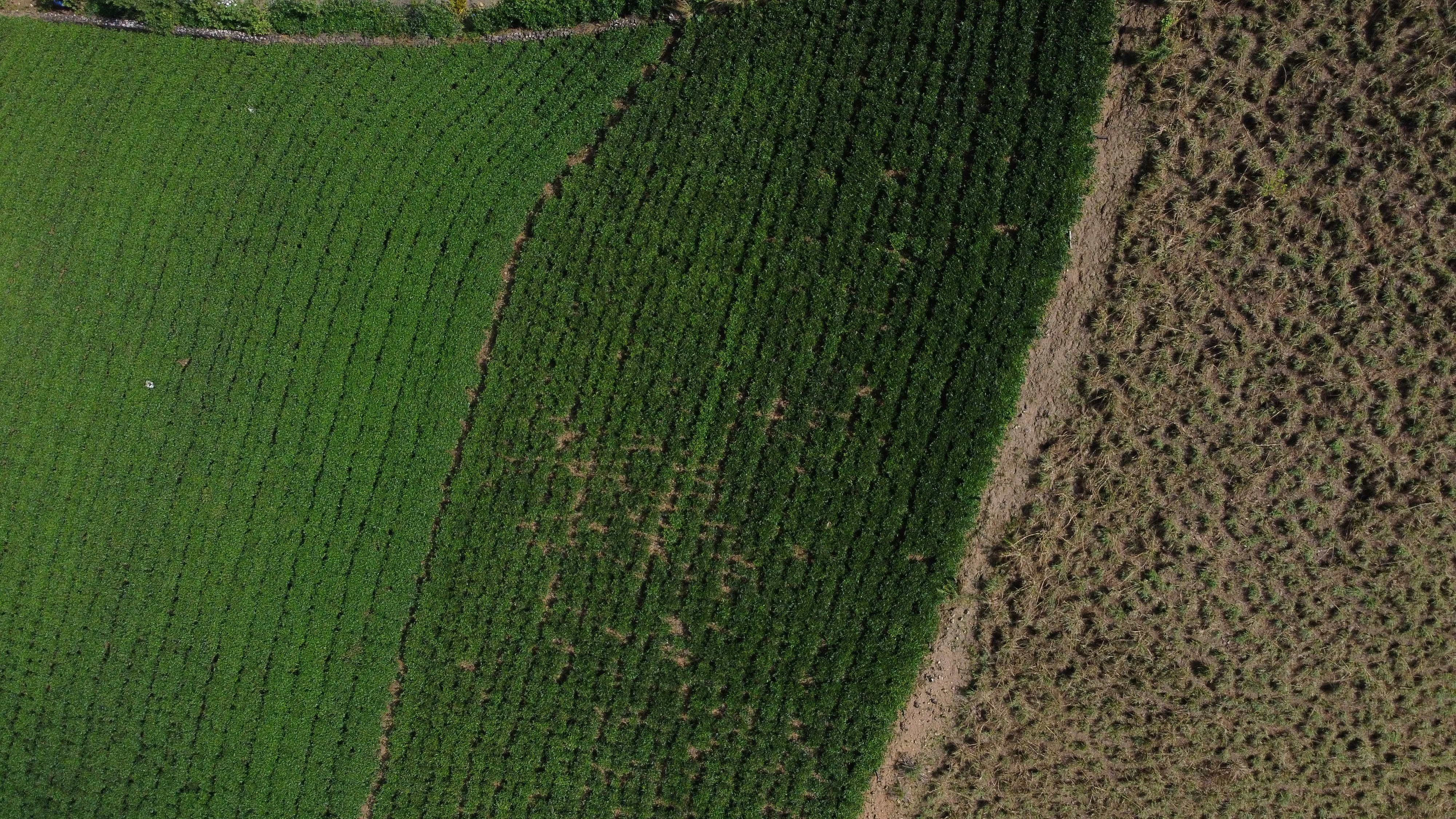 tea plantation drone