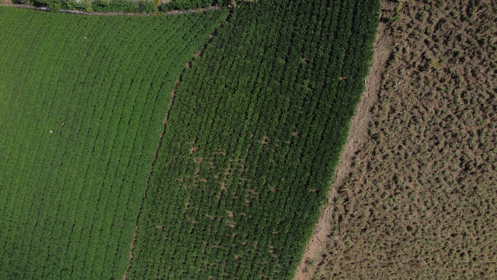 green grass field during daytime