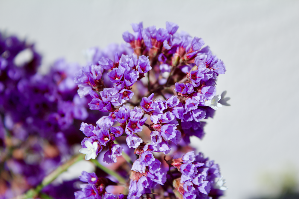 purple and white flower in close up photography