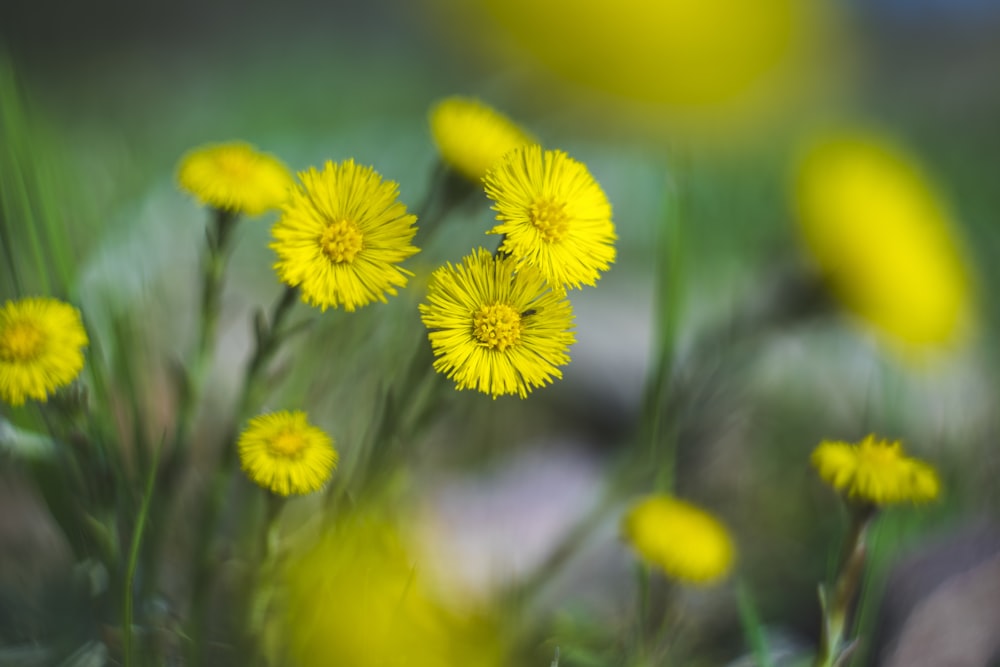 yellow flower in tilt shift lens