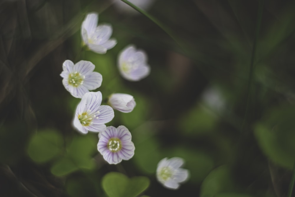 purple and white flower in tilt shift lens