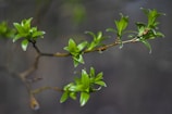A delicate branch with fresh green leaves emerges against a blurred, dark background, giving a sense of new growth and vitality.