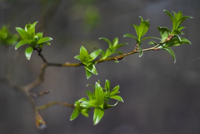 A delicate branch with fresh green leaves emerges against a blurred, dark background, giving a sense of new growth and vitality.