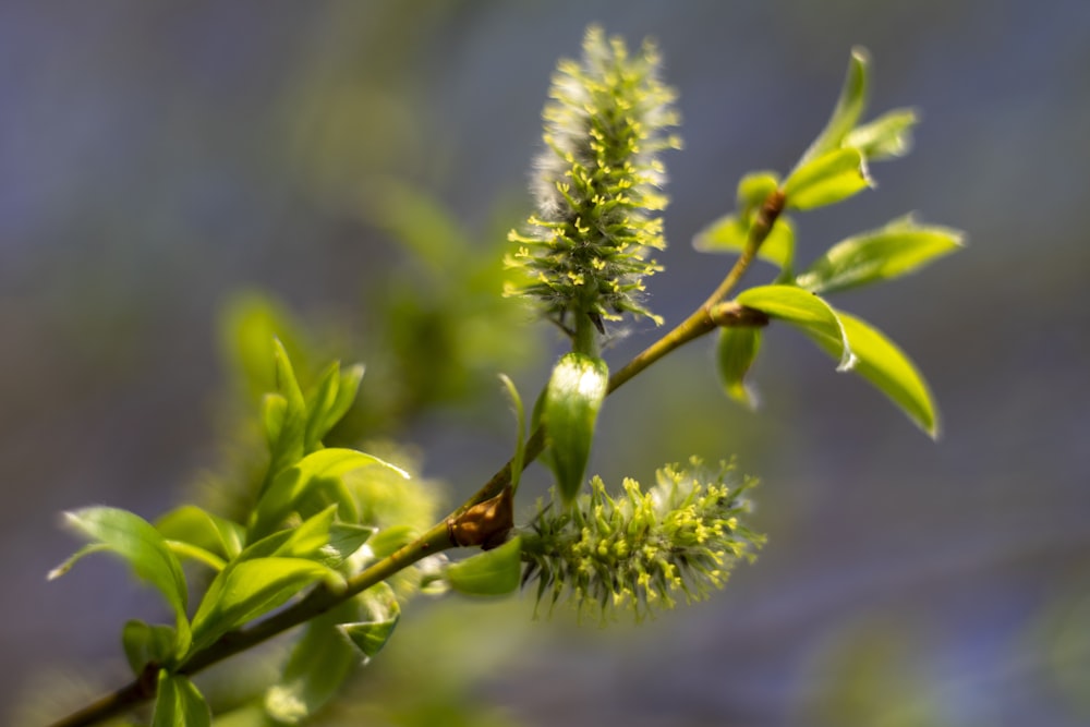 Pianta verde nella lente decentrabile