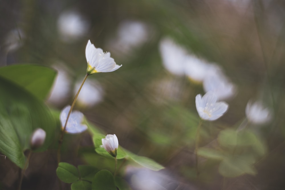 white flower in tilt shift lens