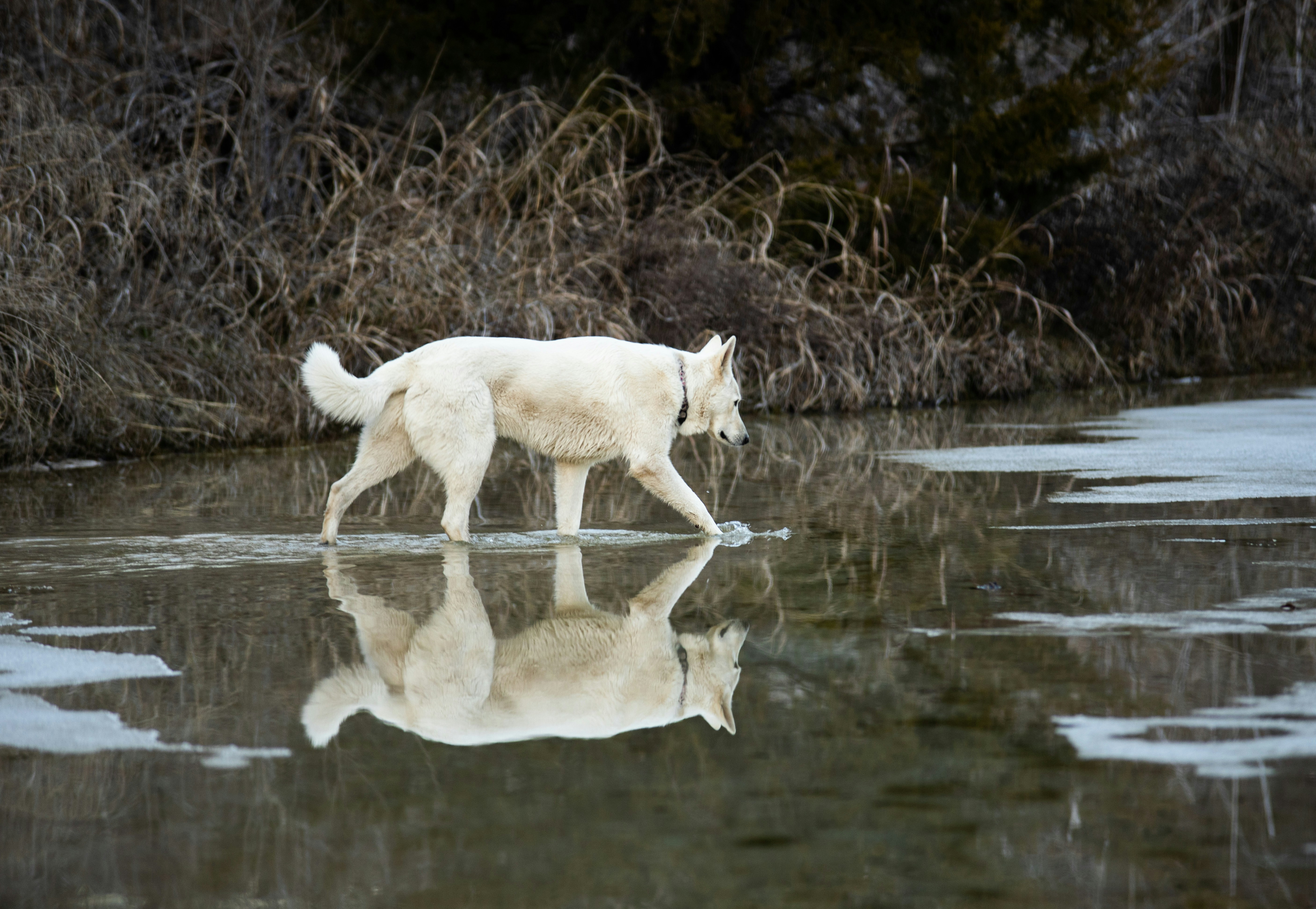 Understanding Your Dog's Water Bowl Behavior
