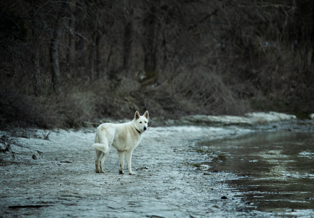 white wolf running on snow covered ground during daytime