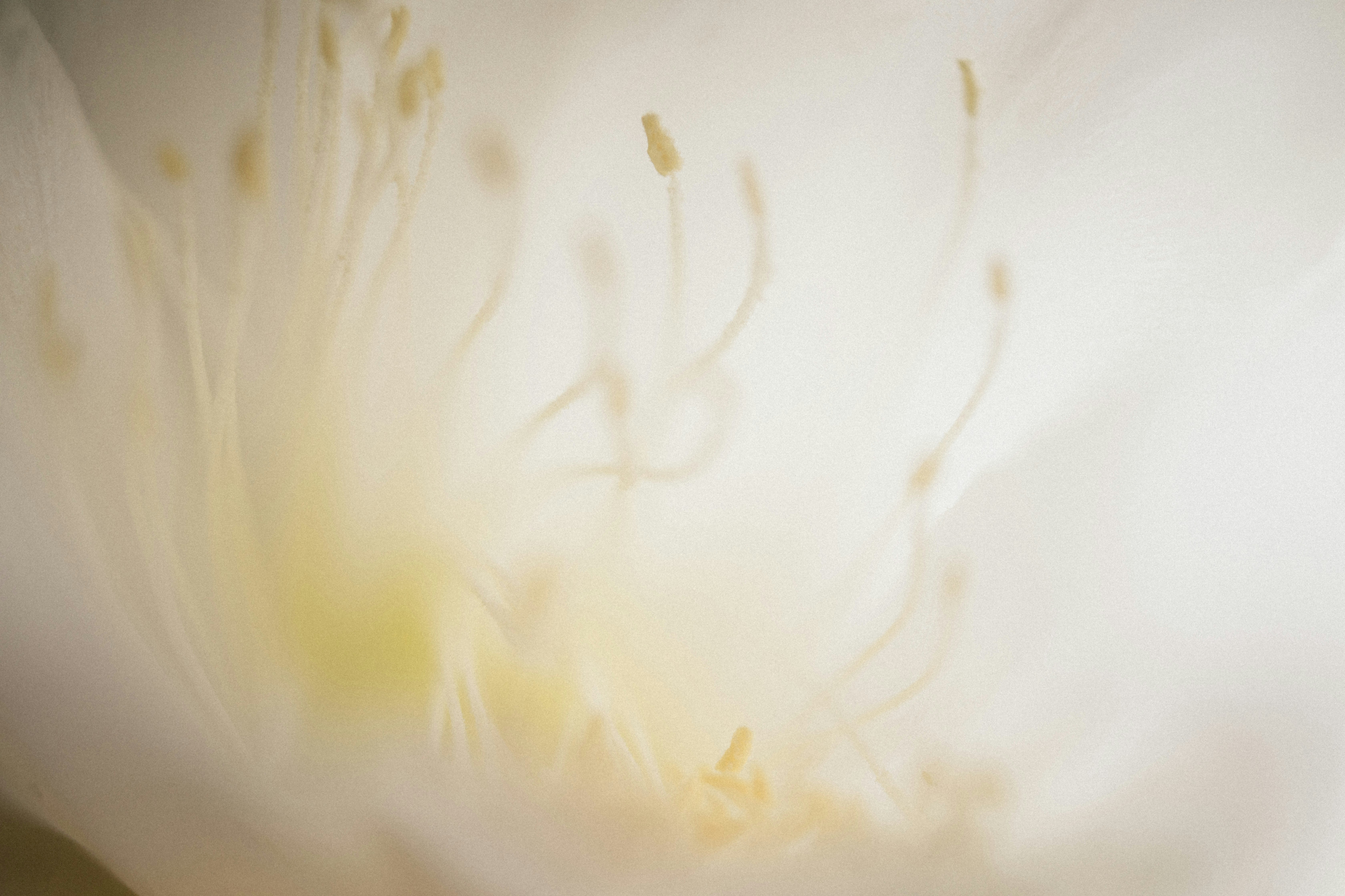 Photo by tsuyoshikozu