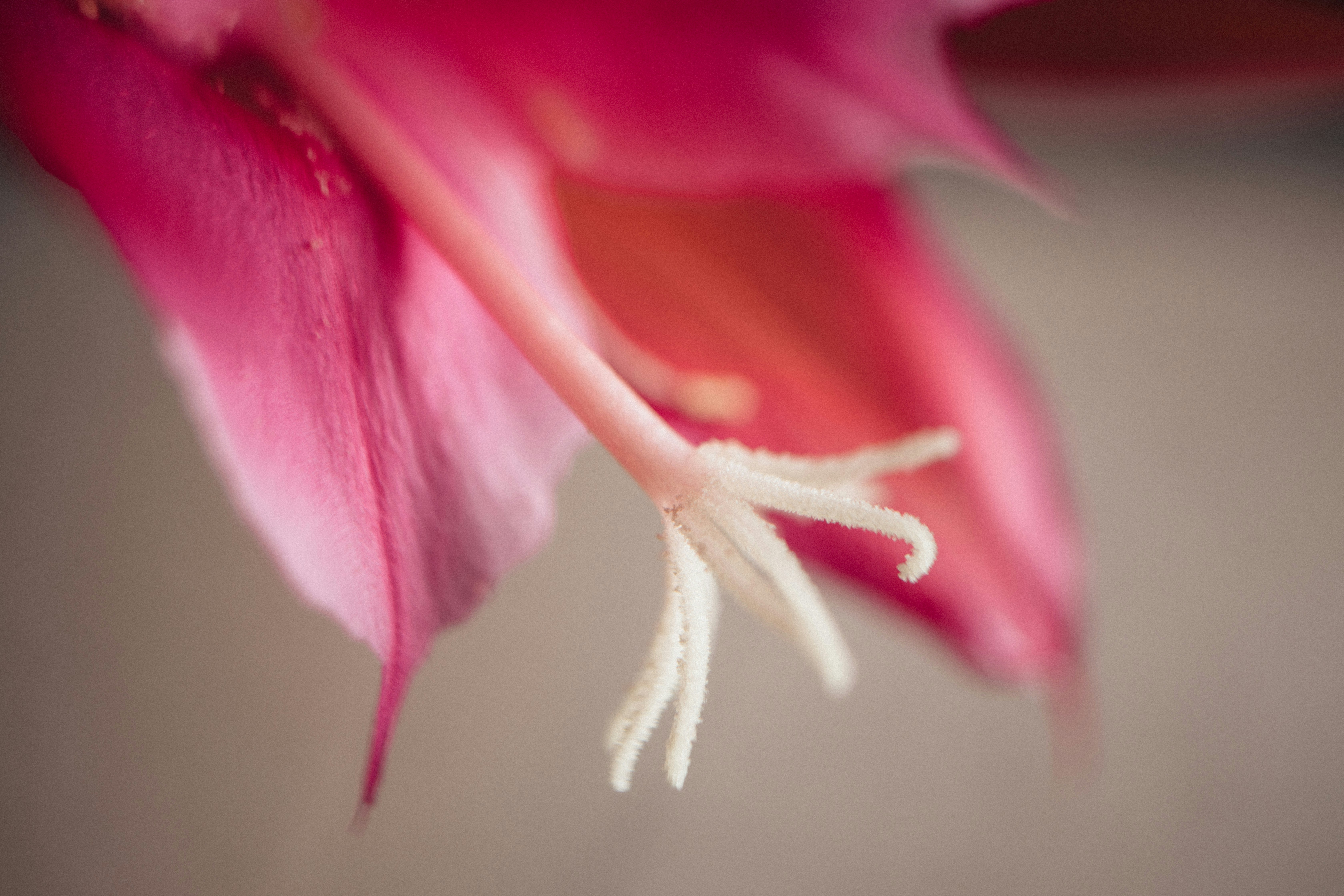 Photo by tsuyoshikozu