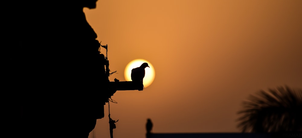 silhouette of man holding camera during sunset