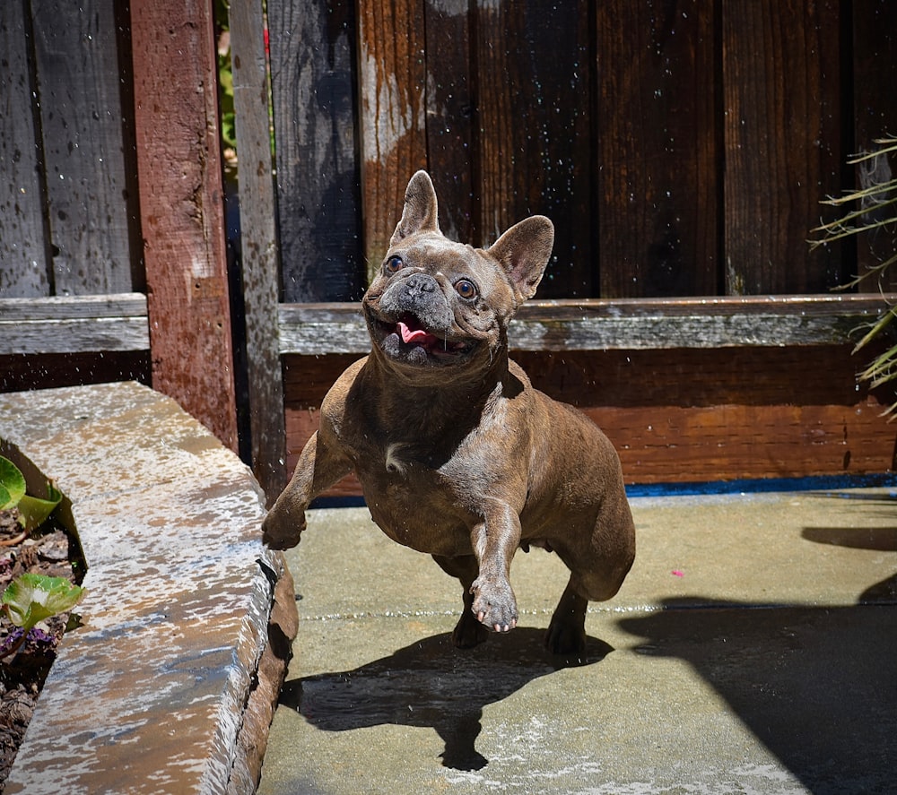 brown short coated dog on brown wooden fence during daytime