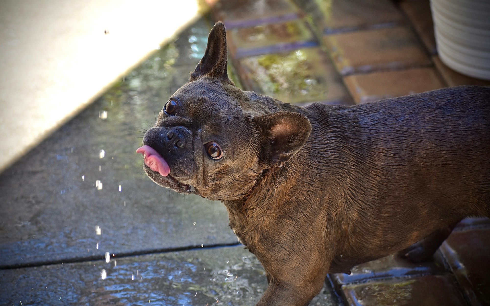 French bulldog with tongue out drinking droplets of water during daytime