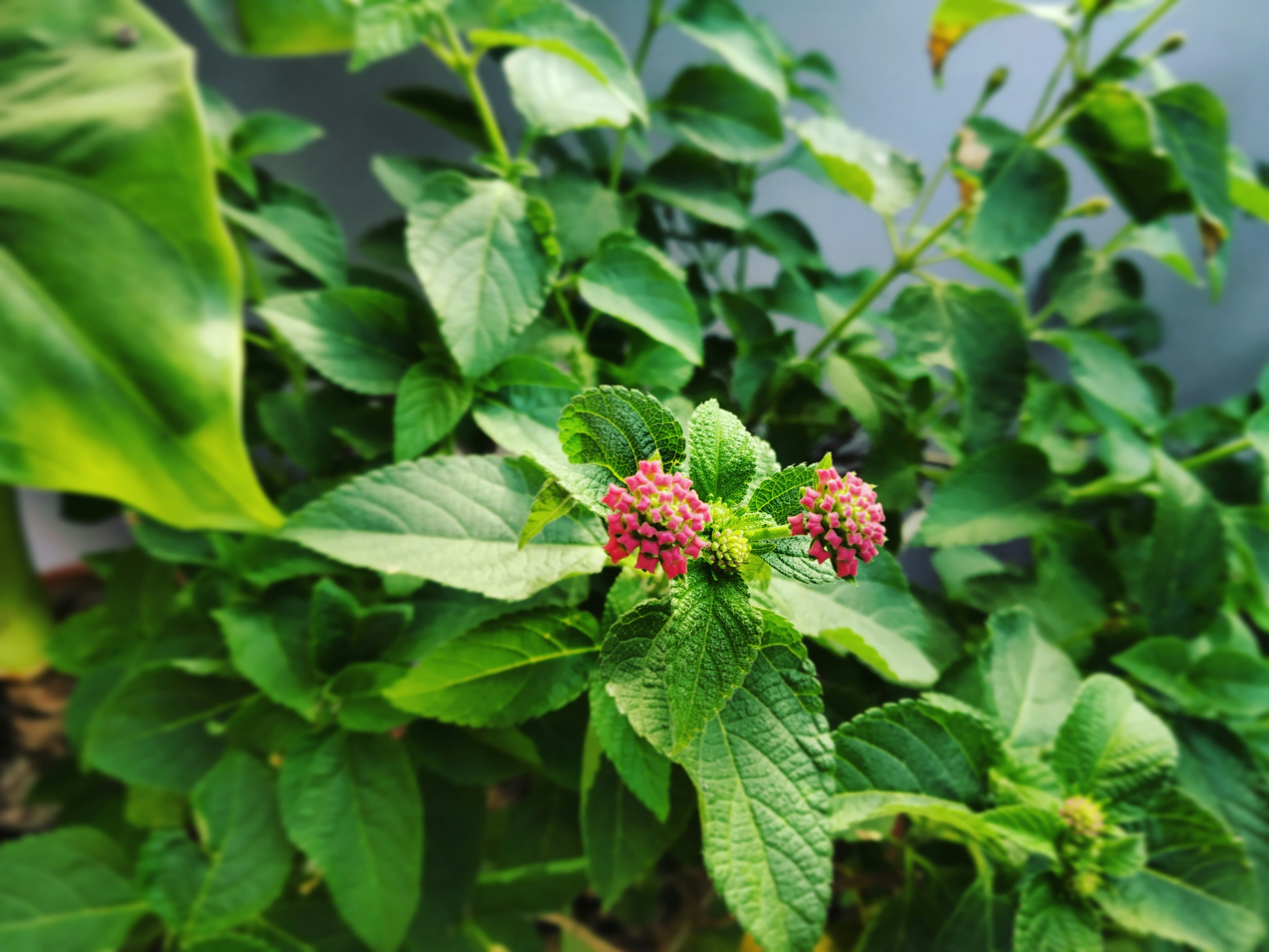 Photo by wanderingindian