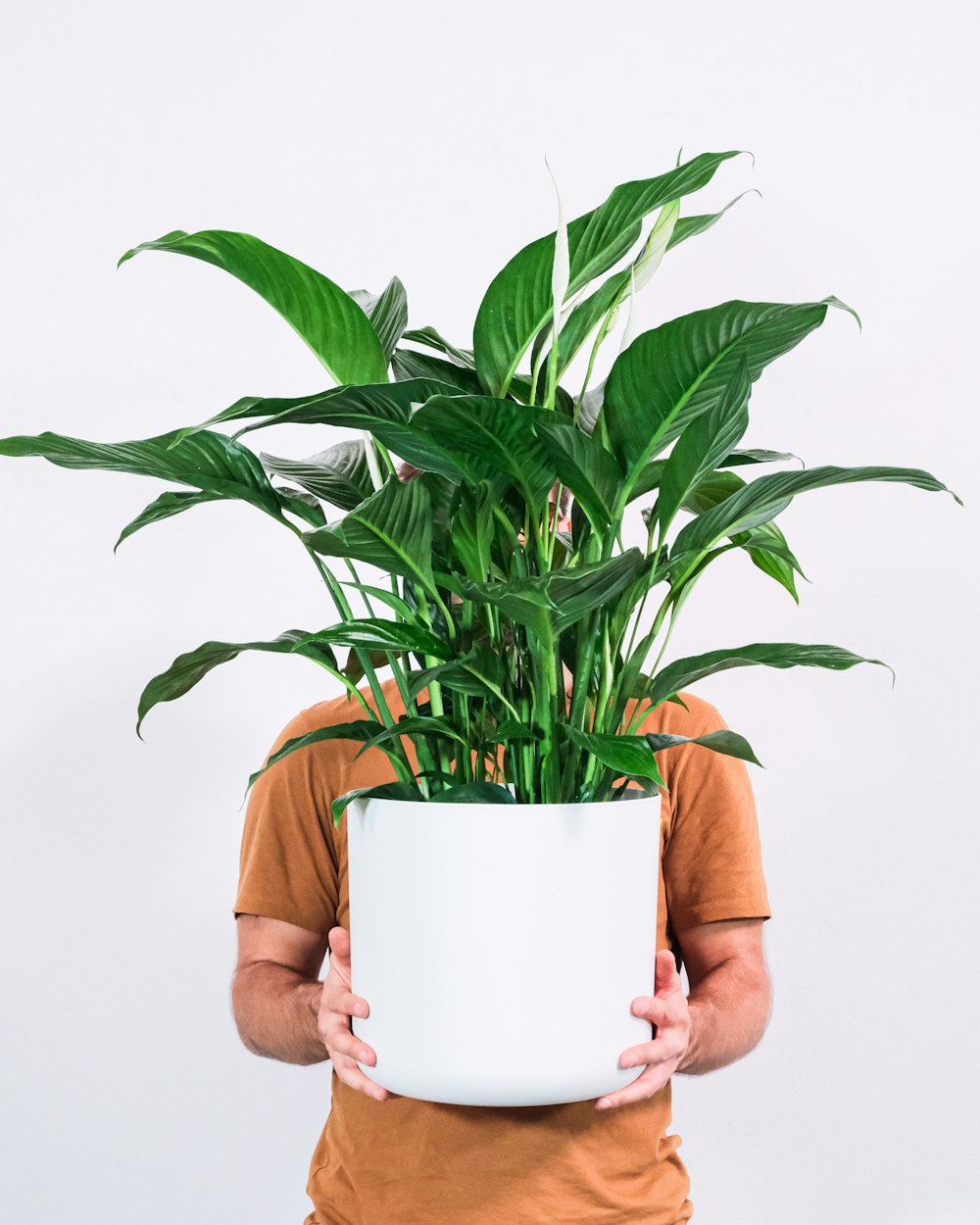 Persona que sostiene la planta verde en maceta blanca