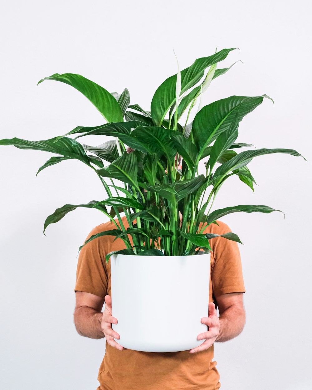 personne tenant une plante verte dans un pot blanc